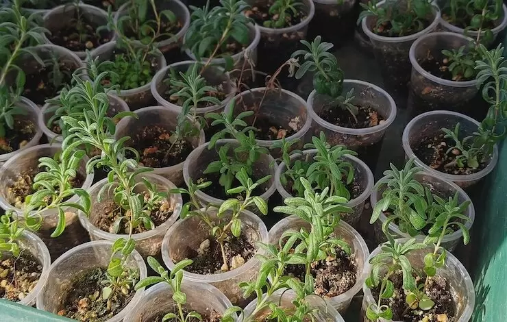 Ароматная лаванда: секреты успешного роста