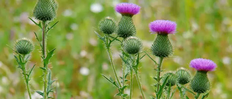 Эффективные методы борьбы с осотом на вашем участке