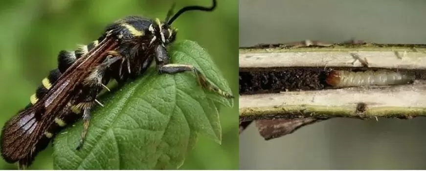 Стеклянница угрожает смородине: важные меры защиты