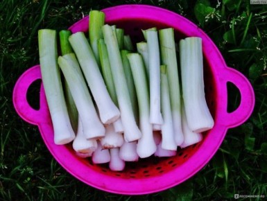 Лук Осенний гигант: как вырастить урожайный порей на своем участке