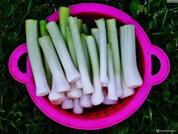 Лук Осенний гигант: как вырастить урожайный порей на своем участке