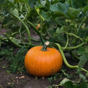 Как вырастить тыкву-гиганта: секреты для невероятного урожая