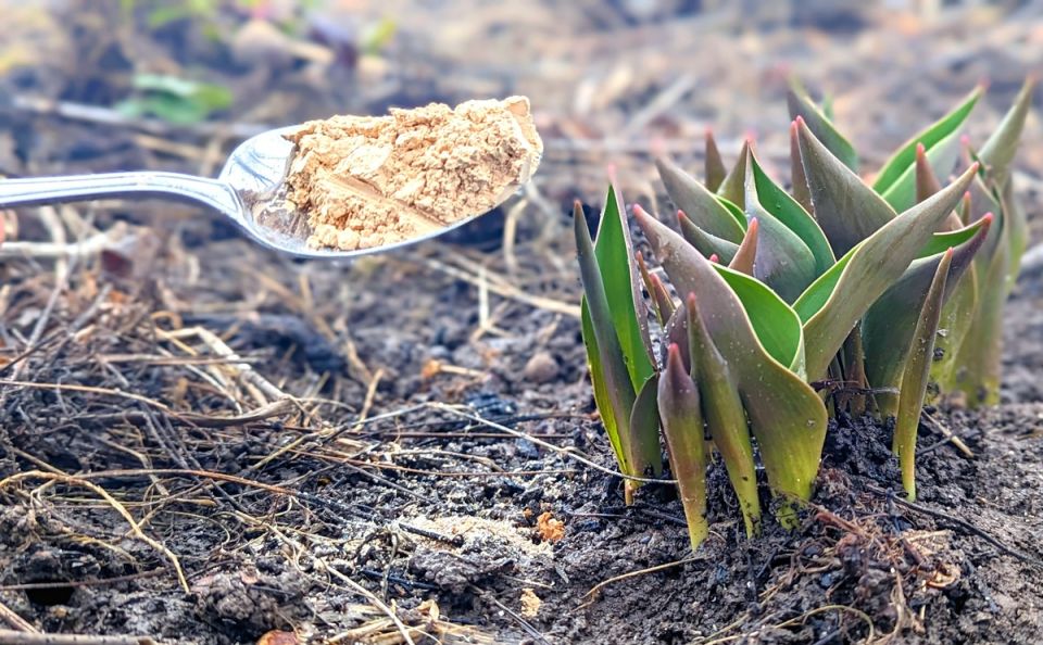 ��� ������� ������� �������� ��������� � ��������� ������ ������