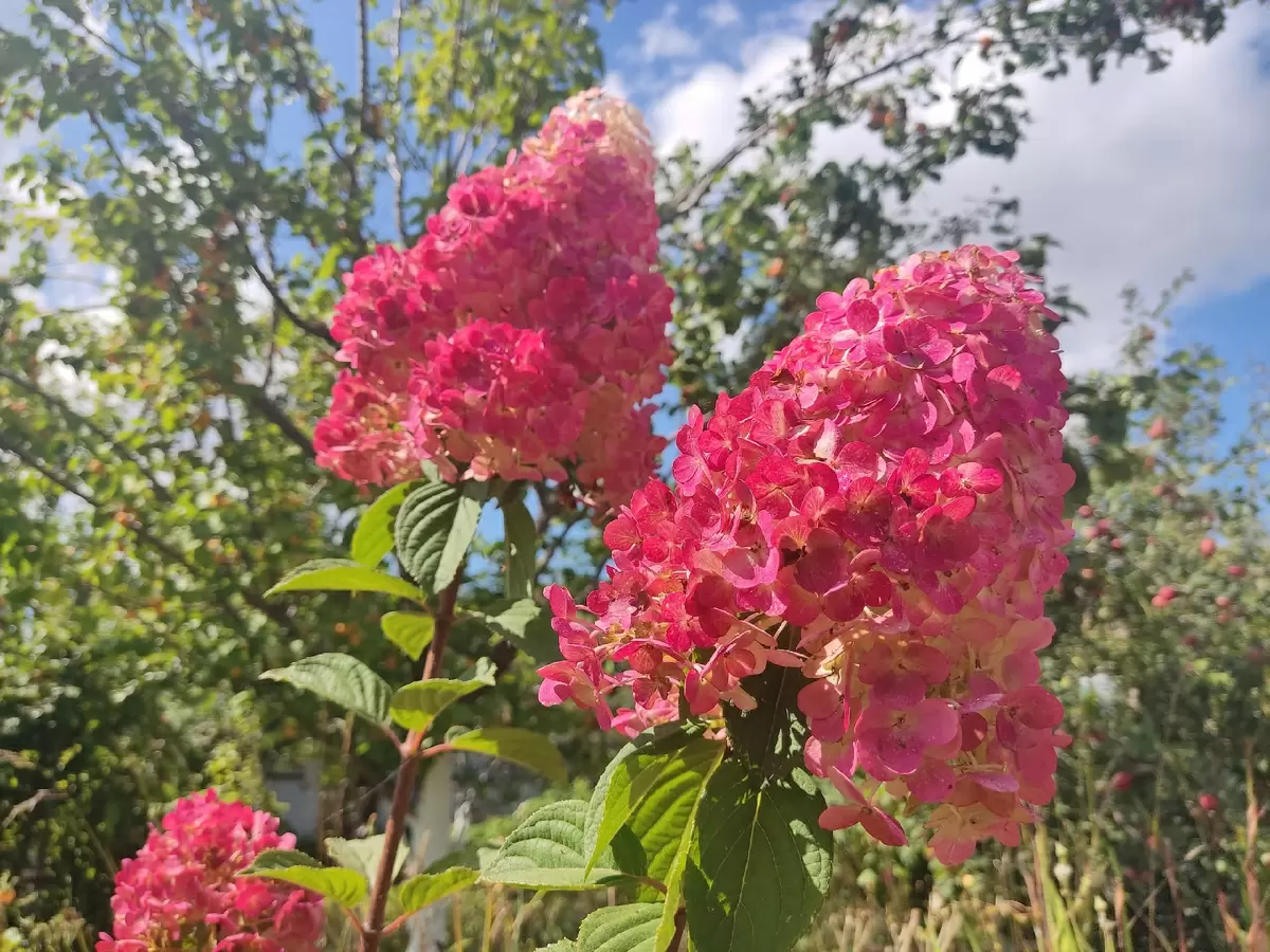Традиции и новшества в garden-дизайне: от моделей до оригинальности