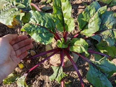 Как сделать свеклу сладкой: лучшие советы по подкормке и уходу