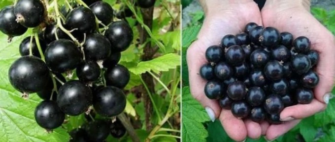 ������� ������� ���������: ��� ������������ ������� ����� ������ ������ ����