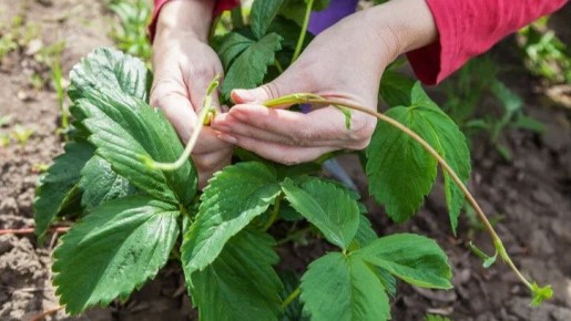 ������� ��������� ����� �� ���������: ��� ������� ������ ����������� ����� ��������� ������