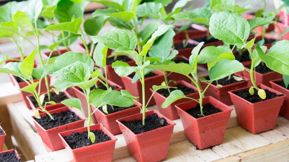 ����� ��������� � �������: ���� ��� �������� �����?