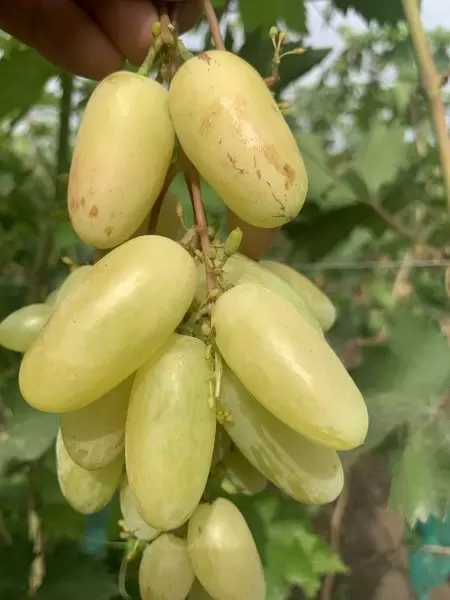 Сорт винограда Зорянка: как получить ранний и вкусный урожай