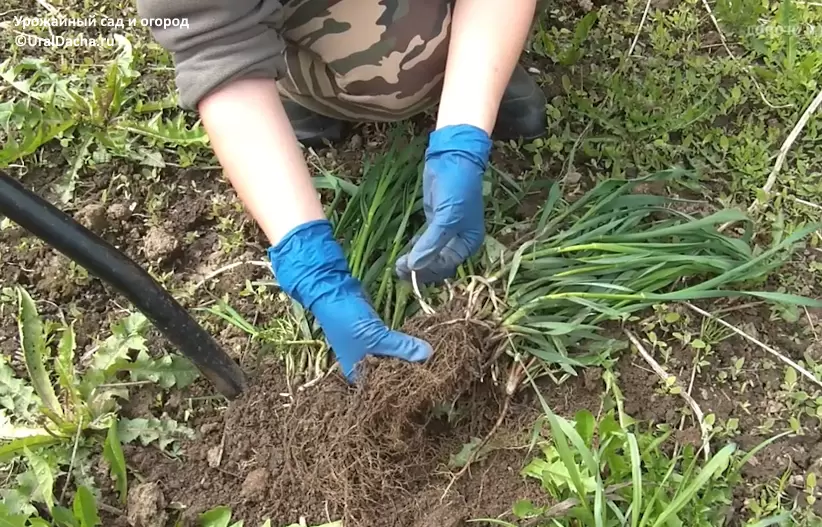 Как победить агрессивный сорняк: секреты борьбы с пыреем