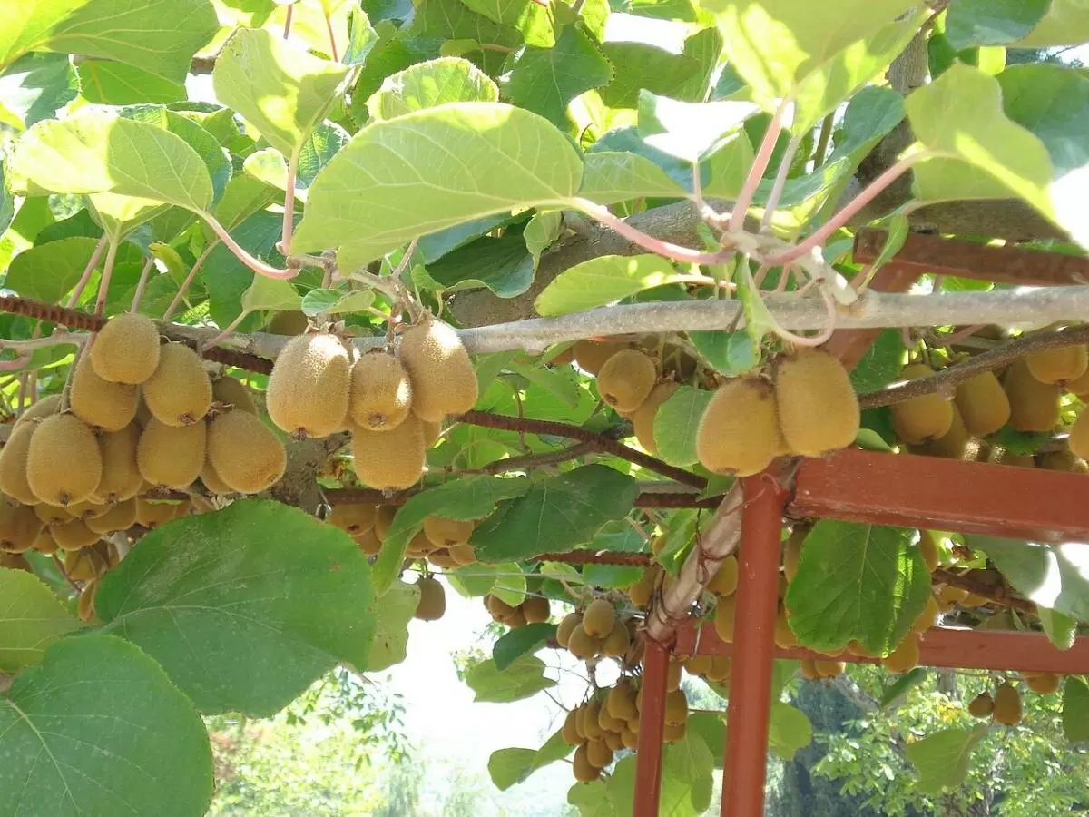 Секреты экзотики: Как разнообразить свой сад уникальными растениями в 2025 году