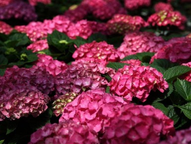 Три удивительных растения, которые сделают ваш сад ярким и неприхотливым