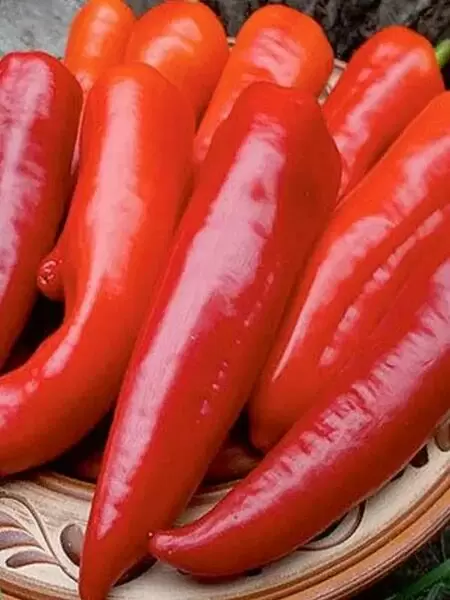 Перец Красный меч: уникальный ранний сорт с отличными характеристиками