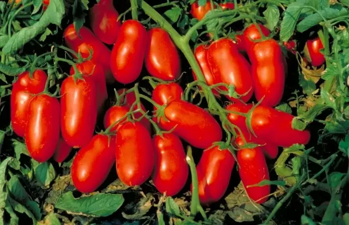 Томат Многоплодный 773: идеальный спутник для урожайного лета