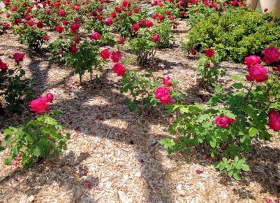 ����� ������������ ������: 9 ������ ��������� �������� ������ ����