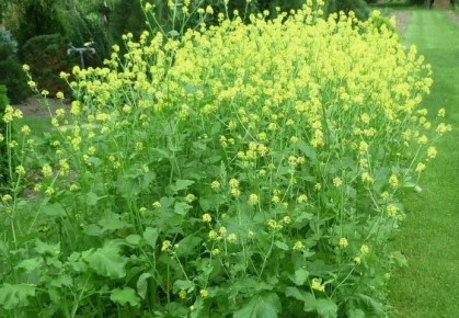 �������: ������ ������� ������ �������