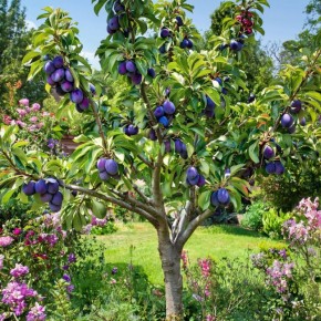 Секреты слива: 10 неприхотливых сортов для получения идеального чернослива