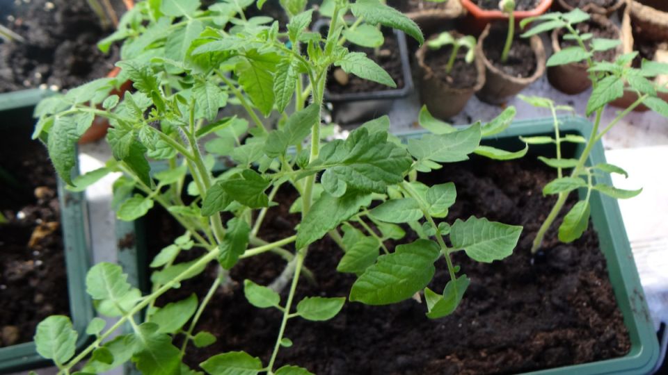 ����� ������ �� ����������� �������: ��� ������� ������� ������� ��� ������