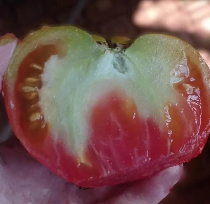 Почему помидоры оказались хуже ожидаемых: 5 главных причин неудачного урожая