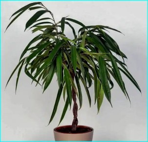 Фикус Али: изысканный акцент для любого интерьера