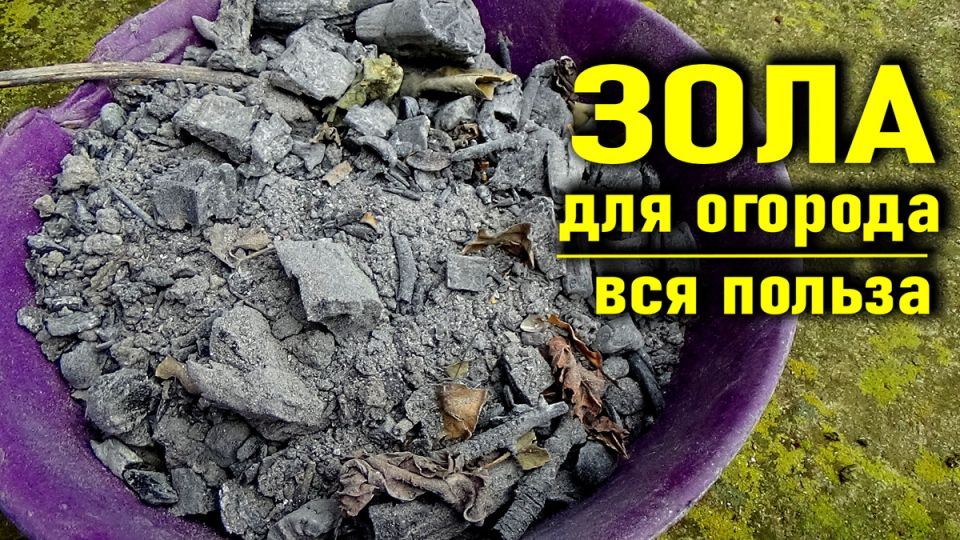 ������ ���� � ������ ��������� ��� ������ �������: ���������� �������