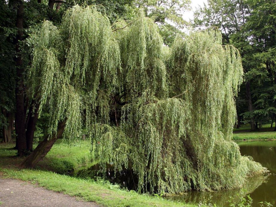 ���������� �������� ����� ������ ����: ������� ������, ������� ������