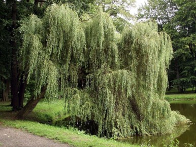 Укоренение черенков через ивовую воду: простое дерево, рабочий эффект