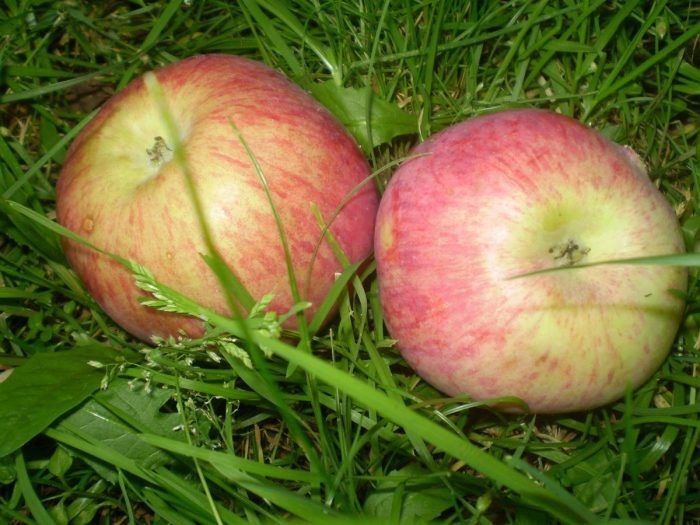 ������ ������ ��������: �����-������� ������, ������� ������ �� ����