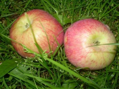 Яблоня памяти Мичурина: кисло-сладкие яблоки, которые радуют до лета