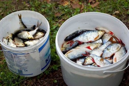 ��� ��������� ������ ���� ��� ������������: ������� ������ ��� ��������� � ����������������