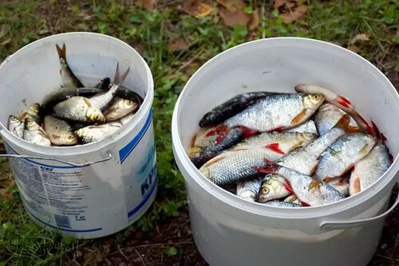 Как сохранить свежую рыбу без холодильника: простые советы для рыболовов и путешественников