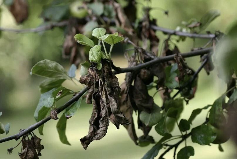 ��� �������� ��� �� �������������� �����: ������� ������ ��� ��������