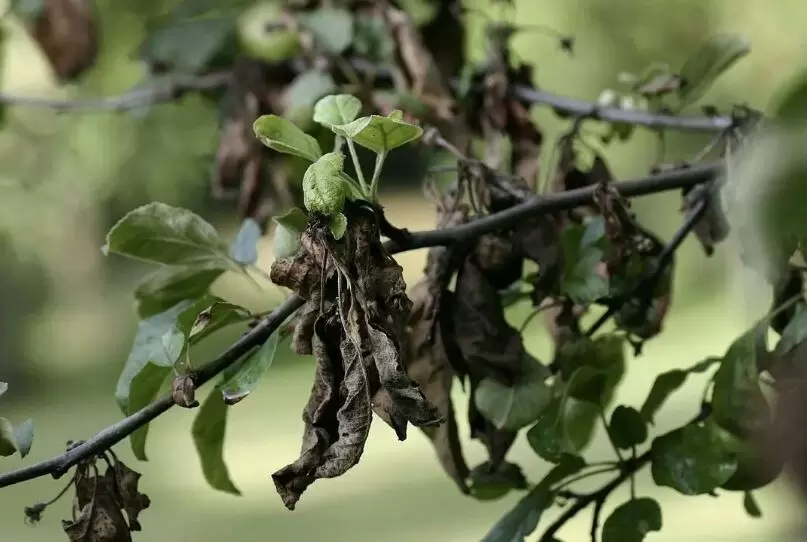 Как защитить сад от бактериального ожога: простые советы для дачников