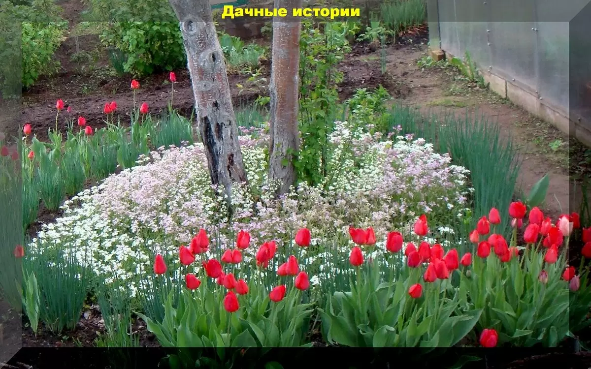 Почему тюльпаны не цветут? Советы по весеннему уходу