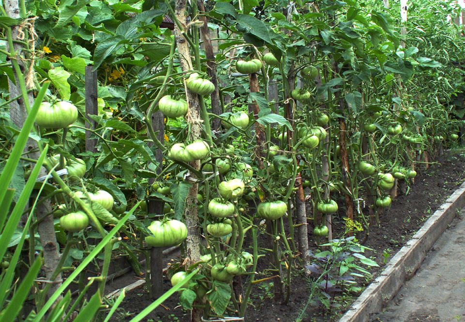 ��� ������ ������� ����� ����������� ���� ��������: ������� ��������� ��������