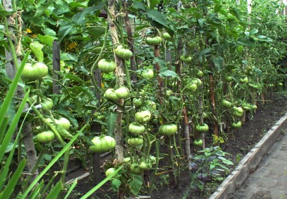 Как настой люцерны может преобразить ваши помидоры: секреты успешного цветения