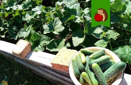 ���������� ������: ��� ������������ �� � ������� � ���������