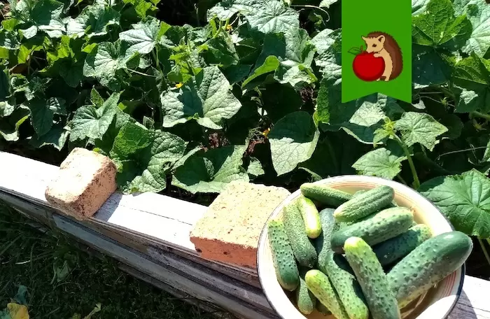 Переросшие огурцы: как использовать их с пользой и фантазией