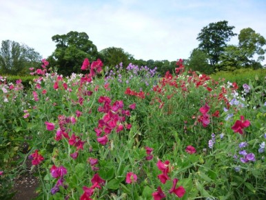 ������ ��� ���� ������ ����? ������� ������ ������� ��� ����� �������