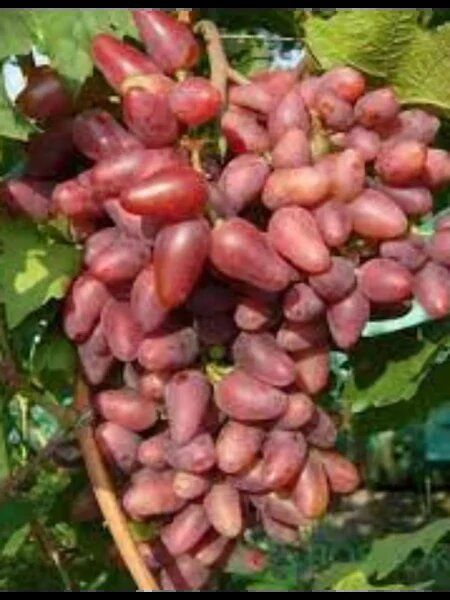 ��������: ���������� ��������� � ����������� �������