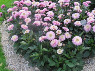 ��� �� ������ ������ �������� ��������� ����� �������� ������