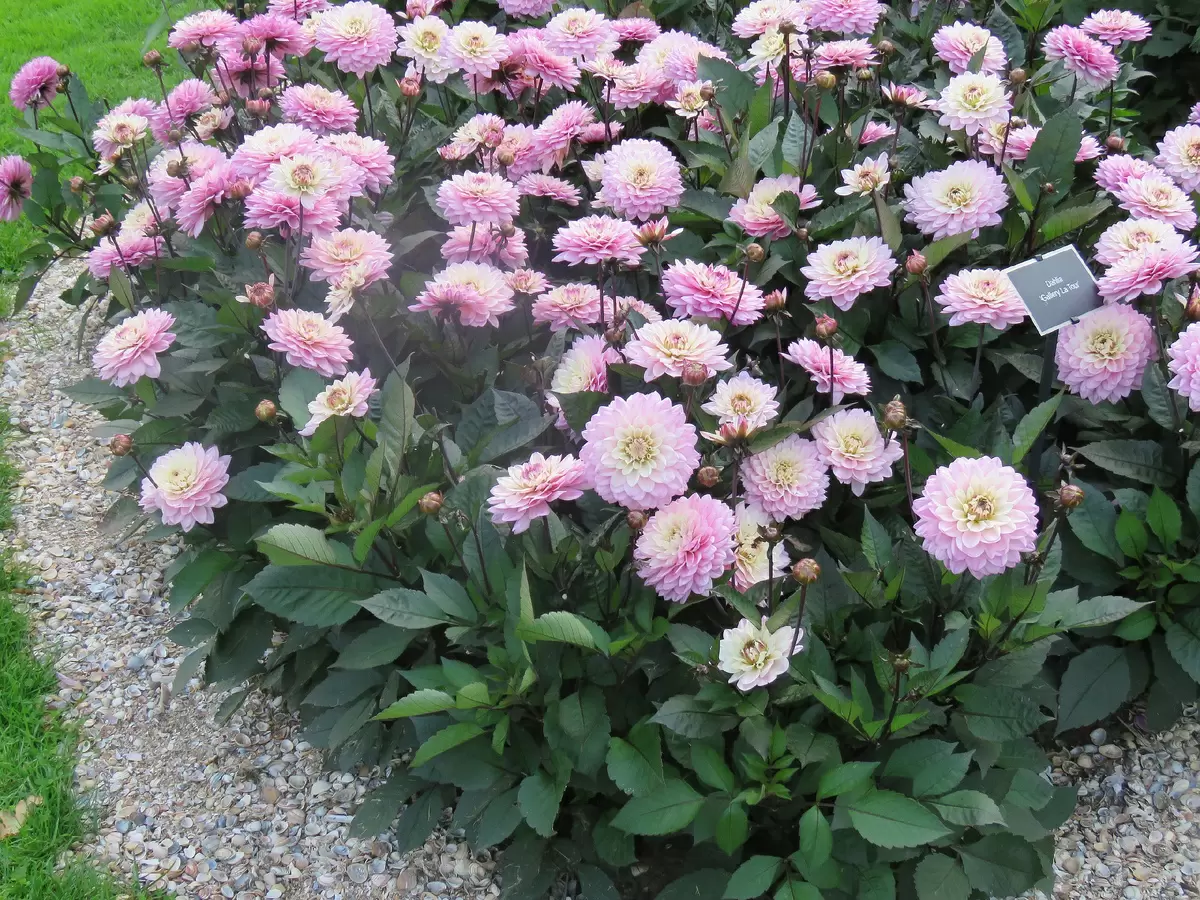 Как из одного клубня георгина вырастить целый цветущий массив