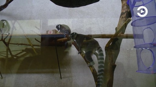 А вы уже позавтракали? Лемуры в пензенском зоопарке только собираются приступить к трапезе