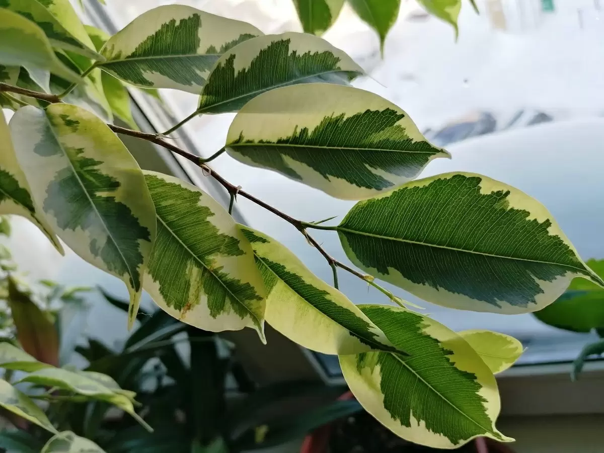 Как заботиться о фикусах бенджамина: секреты успешного ухода