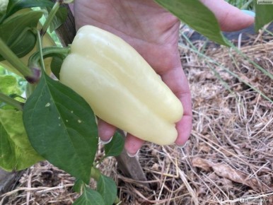 Перец Халиф: как вырастить кубовидные плоды с изысканным вкусом