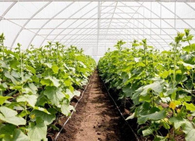 ������� ��������� ������ � �������: ������� ��� ������� ������