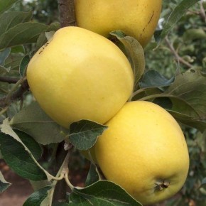 ������ �����: ������ �������� � ������� �������������