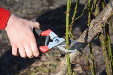 �������� �����������: ��� ��������� �������� ���� � ������