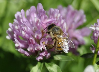 ��������� ������: ��� ����� �������� ��������������� ����������