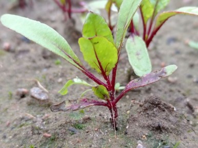 ������ ������ �� ������: ��� �������� �������